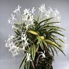 Neofinetia falcata Suruga Fukurin 駿河覆輪 